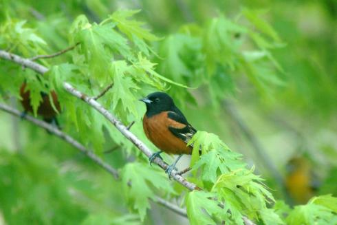 Orchard Oriole...plus two friends in the background.